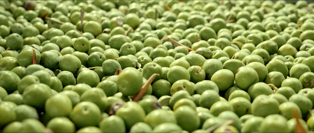 evo olio extra vergine oliva oliveto sant'elia sicilia