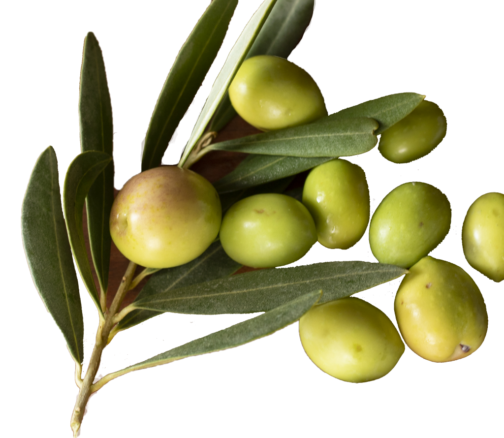 olio extra vergine oliva evo oliveto sant'elia home page-olive2